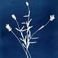 Cyanotype Workshop with Atwater Designs