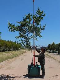 Image result for Celtis africana