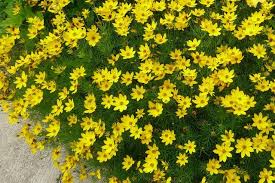 No matter the weather, this plant will show its colorful bloom all year long. These Perennial Flowers Give Many Weeks Of Bloom Long Blooming Perennials Yellow Perennials Flowers Perennials
