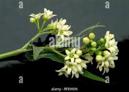 Image result for Vincetoxicum cernuum