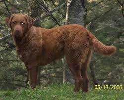 The chesapeake bay retriever, or chessie, has a broad, round skull that tapers to a medium stop and strong jaws capable of carrying large game birds. Donway Kennels Chesapeake Bay Retrievers Chesapeake Bay Retriever Chesapeake Large Dog Breeds