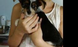 Browse on to find the best puppy for you! Akc Parti Yorkie Puppies For Sale In Shelbyville Indiana Classified Showmethead Com