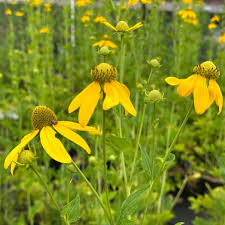 Image result for Launaea rogersii