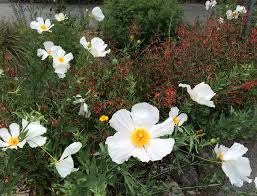 Check spelling or type a new query. Favorite California Native Plants I Design With In Northern Ca Mediterranean Landscape San Francisco By Dig Your Garden Landscape Design Houzz