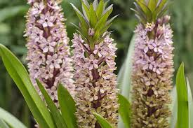 Image result for Eucomis zambesiaca