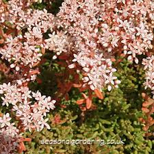 Sedum is known for its dense, colorful, and textured foliage. Sedum Stonecrop Planting And Growing Guide