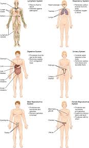 Signs and symptoms in women: 1 1 Structural Organization Of The Human Body Human Biology