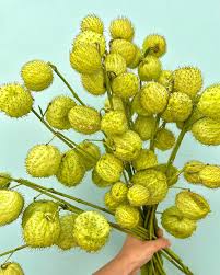 Image result for Gomphocarpus physocarpus