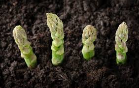 Good Housekeeping Hearst Growing Asparagus Container Gardening Vegetables Growing Vegetables