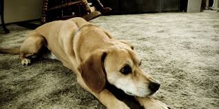 Carpet is the classic choice for a floor covering in any home as it simply oozes comfort. Carpet Vs Laminate Flooring Difference And Comparison Diffen