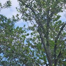 Image result for Ficus sansibarica