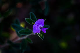 Image result for Syncolostemon linearis