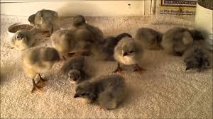 Check spelling or type a new query. 14 Baby Lavender Orpington Chicks Youtube