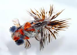 Check spelling or type a new query. Aquarium Talks Pa Twitter Telescope Calico Goldfish With Butterfly Tail Not Easy To Find A Perfect Fish Like This Also Can Be Quite Expensive Telescopes Should Be Kept With Slow Moving Tankmates Like