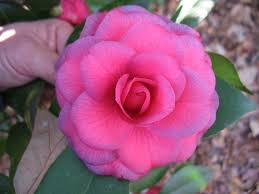 Camellia Japonica William Forrest Bray Dark Red With Darker Veins And Purple Border Large Formal Double Mid To Late Sea Planting Hydrangeas Plants Camellia