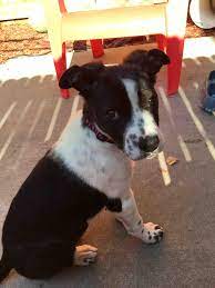 Meet Indigo My 11 Week Old Border Collie Boxer Mix R Aww Cute Dogs Breeds Boxer Mix Teacup Cats