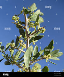 Image result for Gymnosporia senegalensis