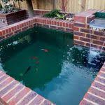 Koi Breeding 101 In 2020 Neon Tetra Tetra Fish Neon Tetra Fish