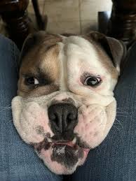 📭📦 Finally, pulled the Mojo Jojo Chase! Look how happy Mojo is. .  #Thrilljoy #MojoJojo #Collectibles #Powerpuffgirls #Cartoon #PIX  #DisTrackers