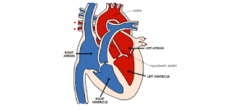 Heart health a part of hearst digital media woman's day participates in various affiliate marketing programs, which means we may get paid commissions on editorially chosen products purchased through our links to retailer sites. Human Body Quiz The Heart And Circulation Proprofs Quiz