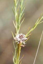 Image result for Gnidia microcephala