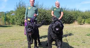 With their breeder, waiting for you! Giant Schnauzers Dogs Trust Dogs Trust
