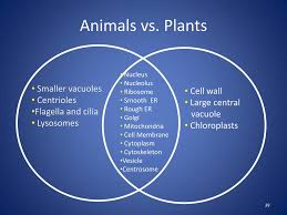 Maybe you would like to learn more about one of these? Ppt Cell Structure Part 2 Eukaryotic Cells Animal Cells Vs Plant Cells Powerpoint Presentation Id 2427118