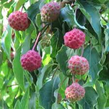 Epingle Sur Jardin Terrasses Exterieur