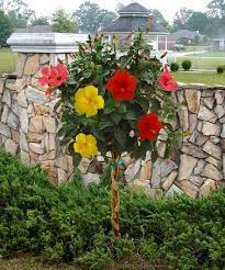 Take A Look At This Tri Color Braided Tropical Hibiscus Tree By Cottage Farms Direct On Zulily Today Hibiscus Tree Hibiscus Plant Plants