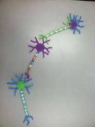 These Are Model Neurons They Are Quick And Easy To Make Kids Love Them And The Learning Is Invaluable Human Body Science Cells Project Human Body Projects