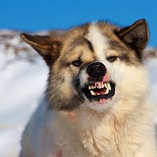 Why Dogs Growl And What Dog Growling Means Dreamstime is the world`s largest stock photography community. why dogs growl and what dog growling means
