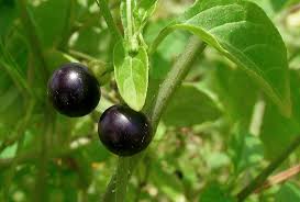 Image result for Solanum americanum