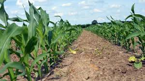 Vremea in iași are o temperatura minima de 25 ºc si maxima de 25 ºc. Prognoza Meteo Ces EintamplÄƒ Cu Vremea In UrmÄƒtoarele Zile