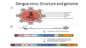 Protein capsid covers the nucleic acid genome. Dengue Virus Structure Serotypes And Mode Of Transmission Online Biology Notes