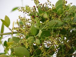 Image result for Salvadora