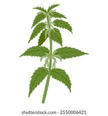 Image result for Urtica