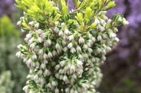 Image result for Erica wildii