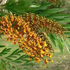 Image result for Grevillea robusta