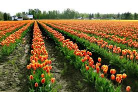 Maybe you would like to learn more about one of these? Texas Tulips Poston Gardens Is A Must See Each Spring