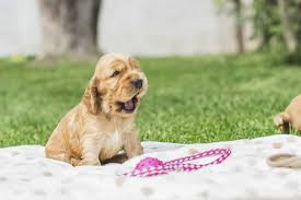 Vous vous posez une question sur l'anatomie du chien mâle ou femelle ? Choisir Un Nom Pour Son Chien Idees De Noms De Chiens