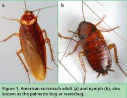 Cockroach a palmetto bug is a term commonly heard in the southeast that refers to several different species of cockroaches. Cockroach Biology And Management How To Control Them