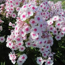 Check spelling or type a new query. Cherry Cream Tall Phlox Plants For Sale Free Shipping