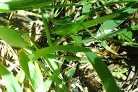 Image result for Ruspolia sp. no. 1 (Biegel 5407)