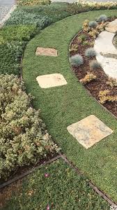 Dwarf Carpet Of Stars A Great Lawn Substitute Grown By Water Wise Landscaping Native Plant Landscape Lawn Alternatives