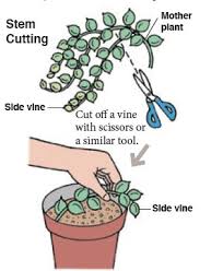 Don't keep them in drafty areas, or areas with air conditioner and open window as cold air may causes the leaves to drop. How To Grow String Of Pearls Semecio Rowleyannus