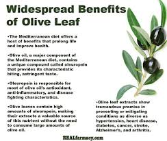 Benefits Of Olive Leaf Olive Leaf Benefits Health Healing Food