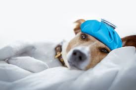 Emergency Veterinary Care in Rancho Palos Verdes, CA | Animal Hospital of  South Bay, Rolling Hills – 24/7 Emergency Veterinary Care for Accidents,  Illnesses, and Urgent Pet Health Concerns in Rancho Palos Verdes.