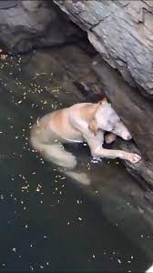 A drowning dog's desperate wish comes true. #animalrescue #animalaid #... |  TikTok