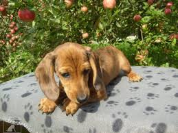 Image result for jezevčík hladkosrstý