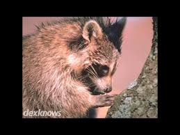 Doxo is the simple, protected way to pay your bills with a single account and accomplish your financial goals. Bryan Pest Control Inc 911 Don Dr Fort Walton Beach Fl 32547 Yp Com